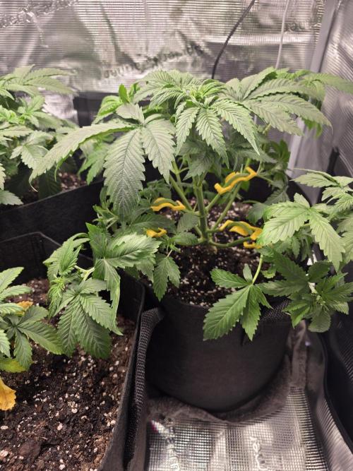 Grow #1 NYC yrrrrp. Week 5 - December 31