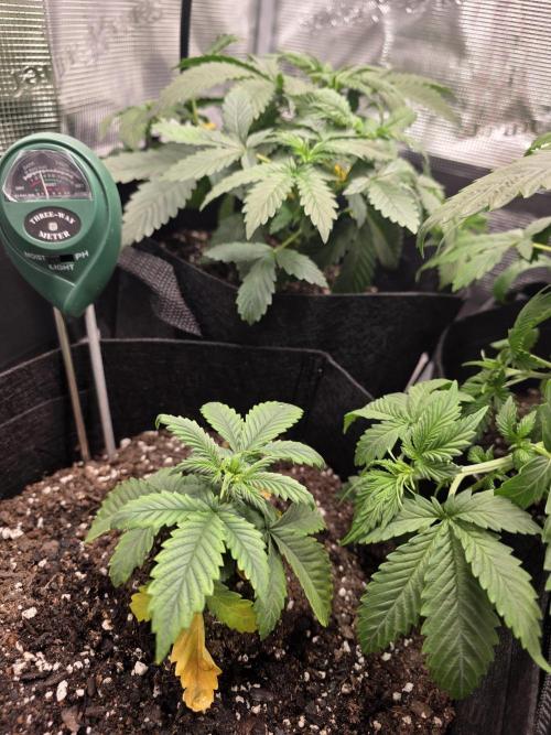 Grow #1 NYC yrrrrp. Week 5 - December 31