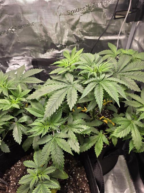 Grow #1 NYC yrrrrp. Week 5 - Janurary 1