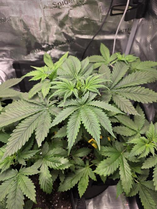 Grow #1 NYC yrrrrp. Week 5 - January 1