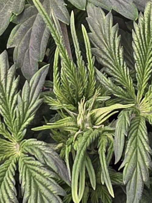 Grow #1 NYC yrrrrp. Week 5 - January 1