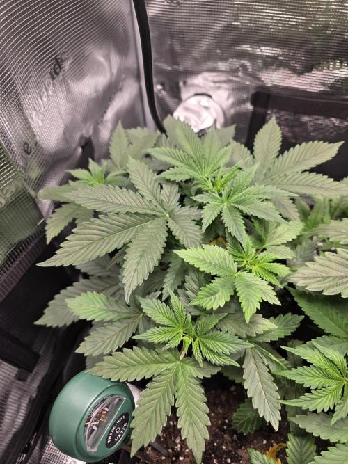 Grow #1 NYC yrrrrp. Week 5 - January 1