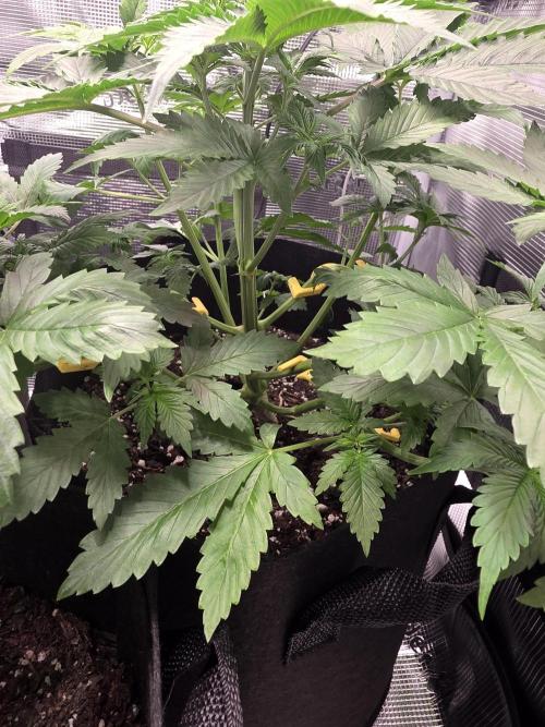 Grow #1 NYC yrrrrp. Week 5 - January 1