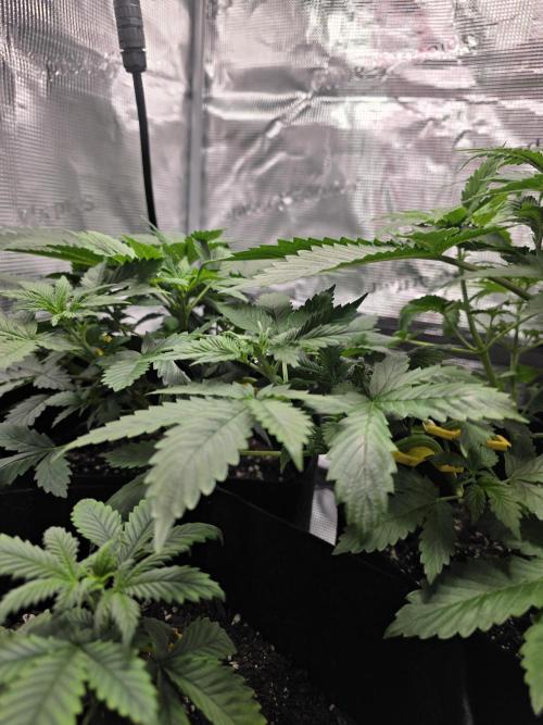 Grow #1 NYC yrrrrp. Week 5 - January 1