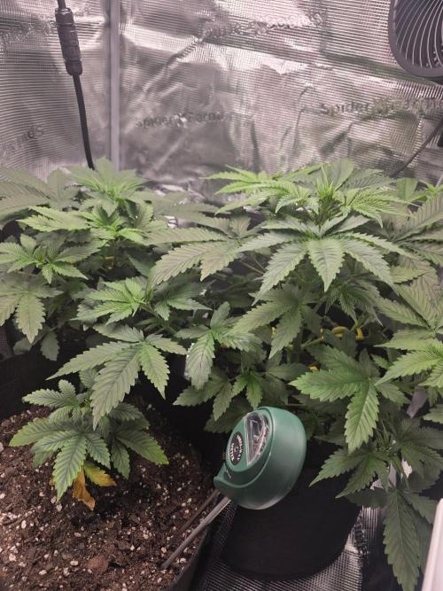 Grow #1 NYC yrrrrp. Week 5 - January 3