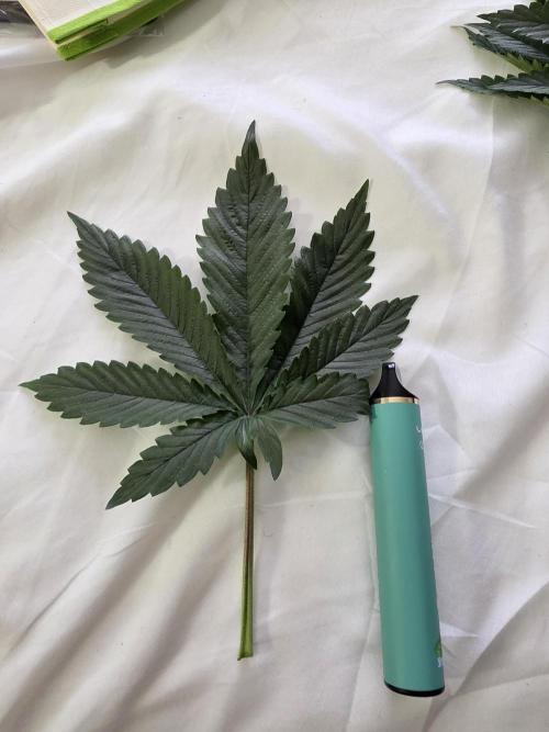 Grow #1 NYC yrrrrp. Week 5 - January 3