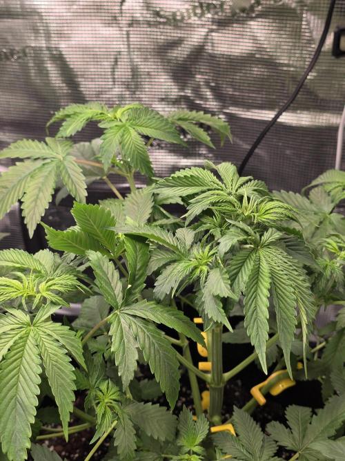 Grow #1 NYC yrrrrp. Week 5 - January 3