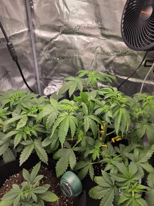 Grow #1 NYC yrrrrp. Week 5 - January 3