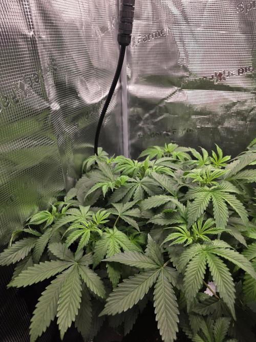 Grow #1 NYC yrrrrp. Week 6 - Jan 7