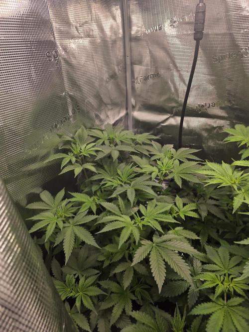 Grow #1 NYC yrrrrp. Week 6 - Jan 7