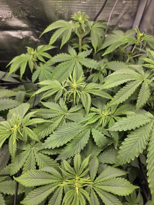 Grow #1 NYC yrrrrp. Week 6 - Jan 7