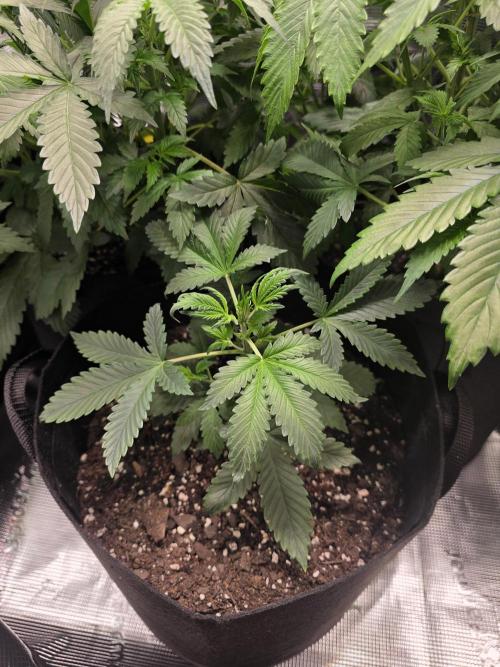 Grow #1 NYC yrrrrp. Week 6 - Jan 7