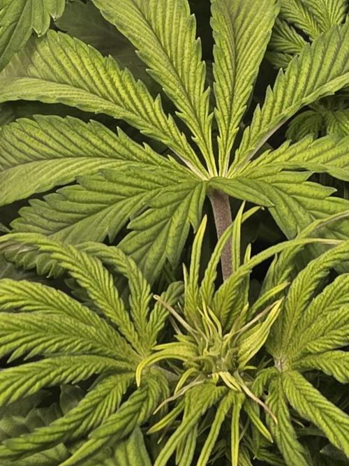 Grow #1 NYC yrrrrp. Week 6 - Jan 7