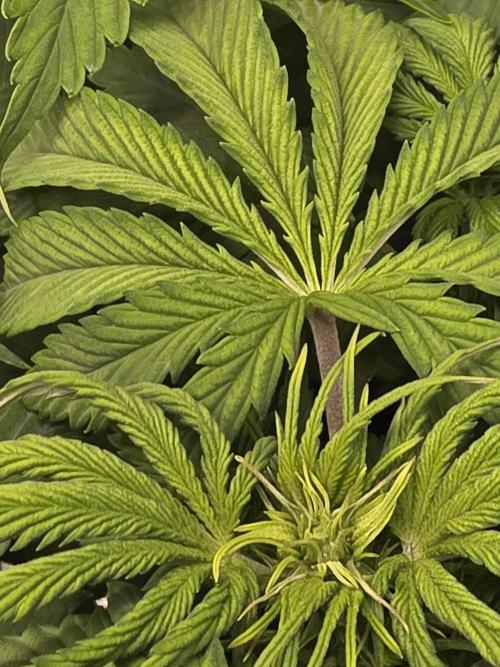 Grow #1 NYC yrrrrp. Week 6 - Jan 7