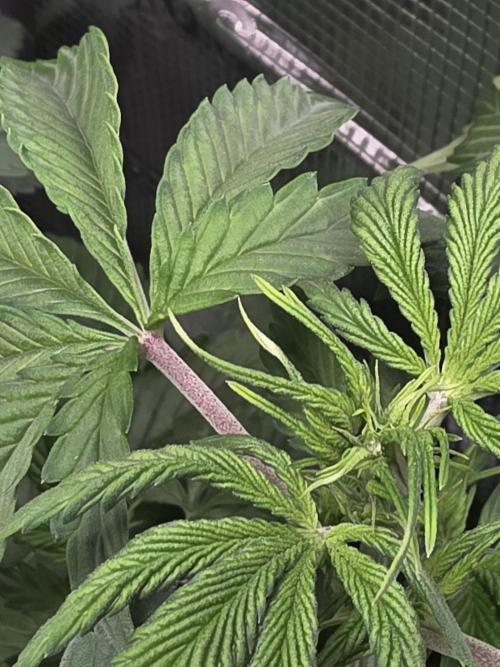 Grow #1 NYC yrrrrp. Week 6 - Jan 7