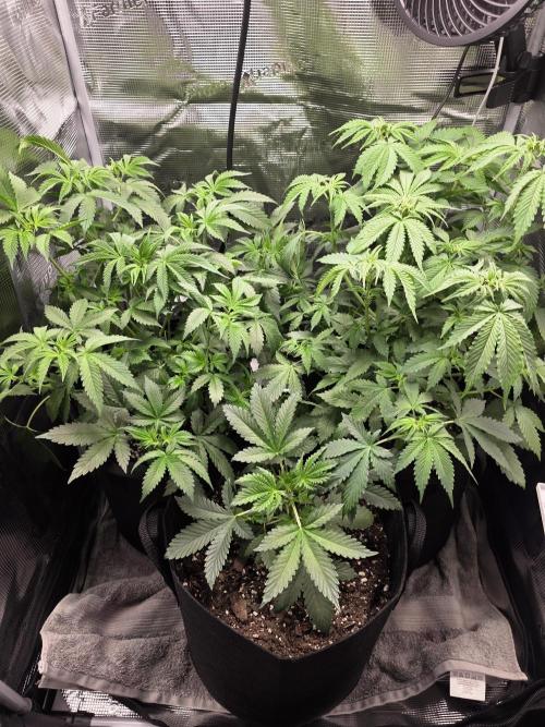 Grow #1 NYC yrrrrp. Week 6 - Jan 8