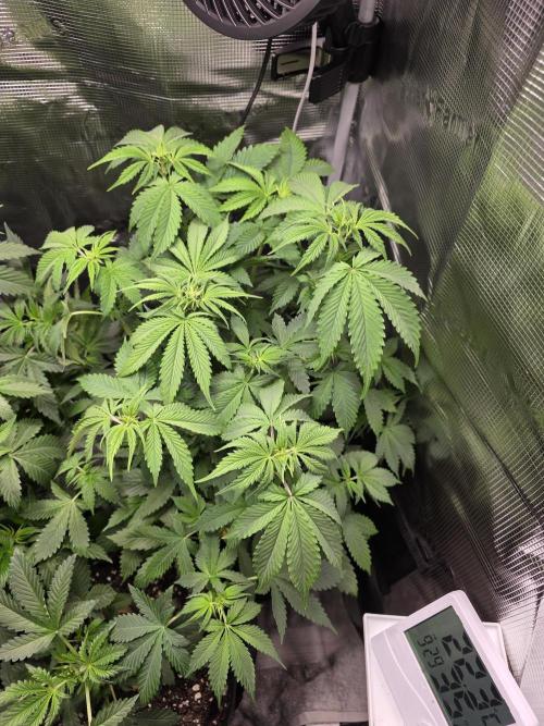 Grow #1 NYC yrrrrp. Week 6 - Jan 8