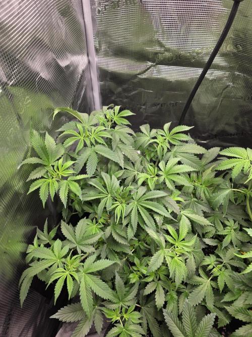 Grow #1 NYC yrrrrp. Week 6 - Jan 8