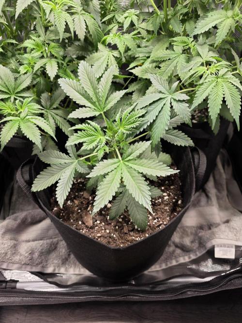 Grow #1 NYC yrrrrp. Week 6 - Jan 8