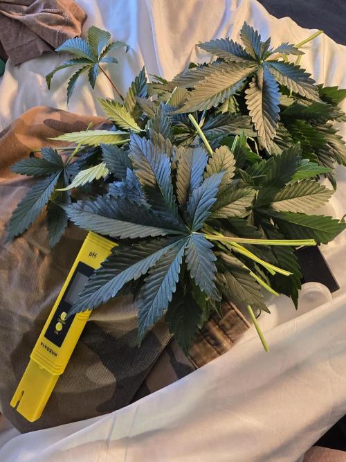 Grow #1 NYC yrrrrp. Week 6 - Jan 8