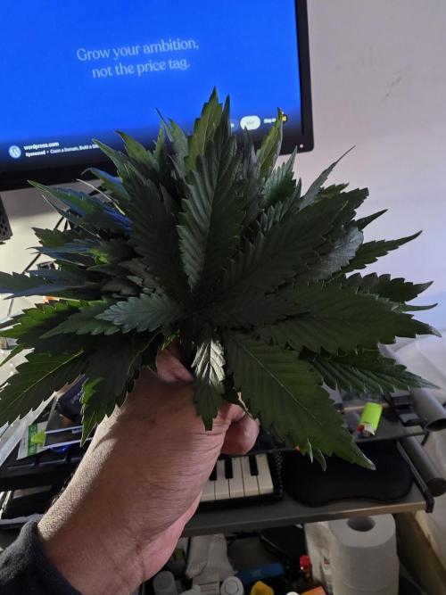 Grow #1 NYC yrrrrp. Week 6 - Jan 8