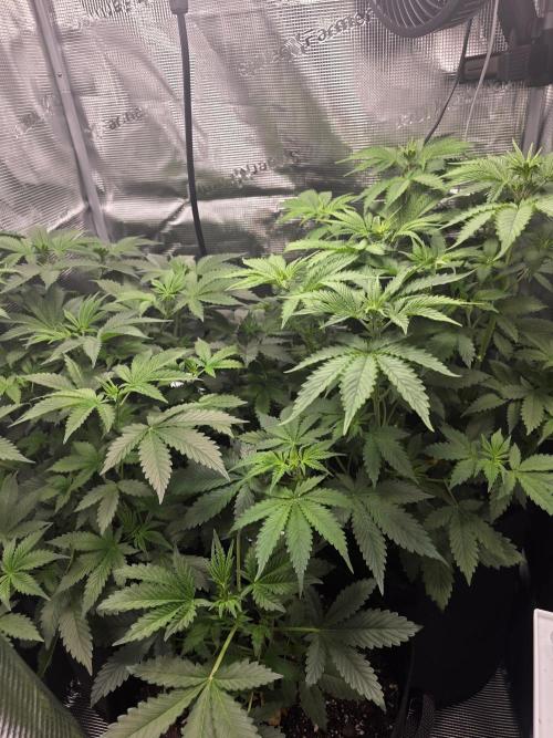 Grow #1 NYC yrrrrp. Week 6 - Jan 9