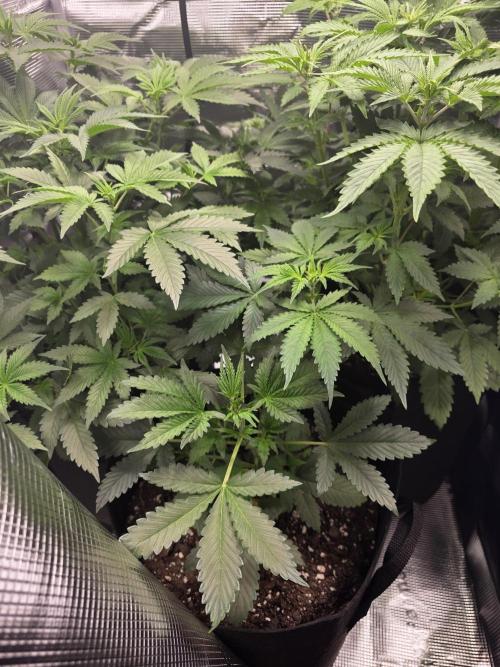 Grow #1 NYC yrrrrp. Week 6 - Jan 9