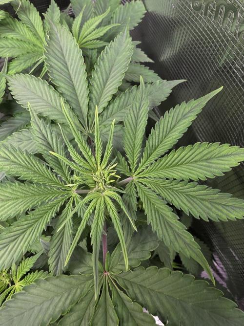 Grow #1 NYC yrrrrp. Week 6 - Jan 9