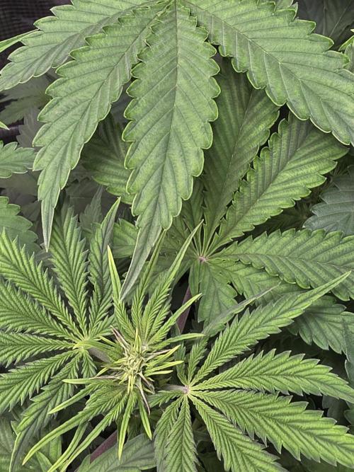 Grow #1 NYC yrrrrp. Week 6 - Jan 9