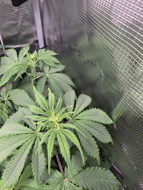 Grow #1 NYC yrrrrp. Week 6 - Jan 11