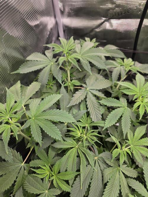 Grow #1 NYC yrrrrp. Week 6 - Jan 11