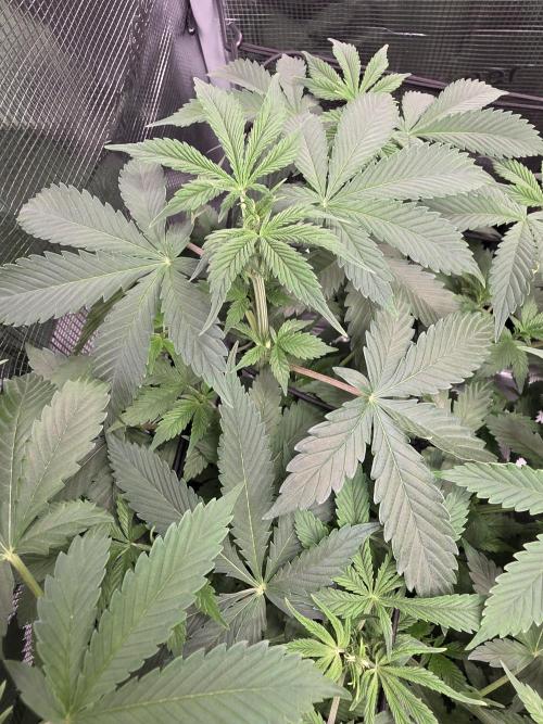 Grow #1 NYC yrrrrp. Week 6 - Jan 11