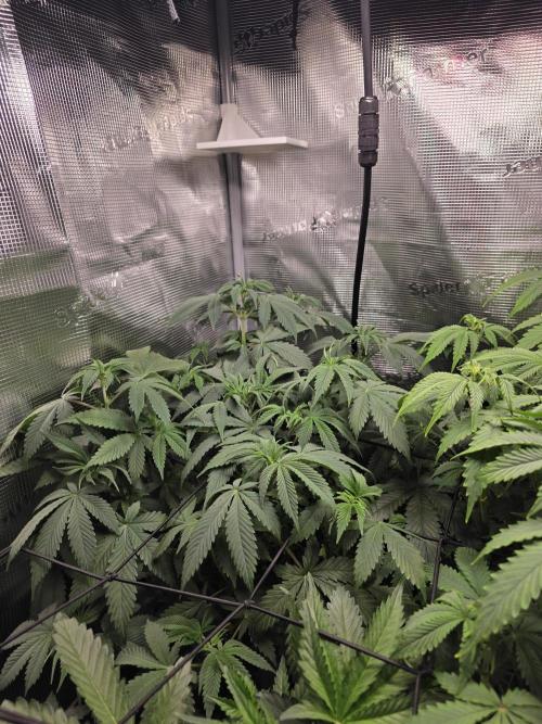 Grow #1 NYC yrrrrp. Week 7 - Jan 13