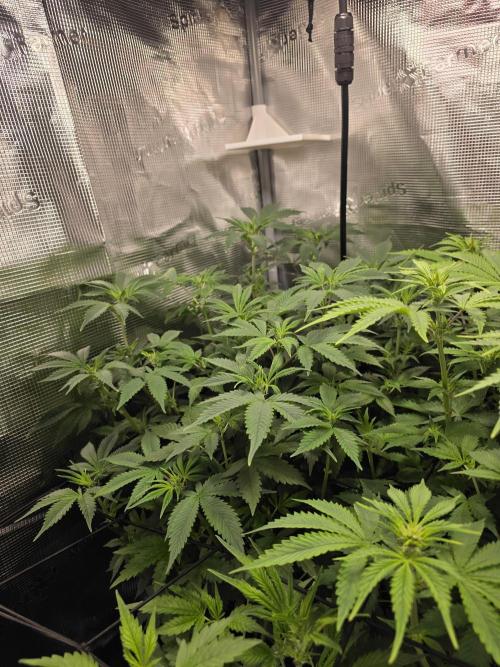 Grow #1 NYC yrrrrp. Week 7 - Jan 13