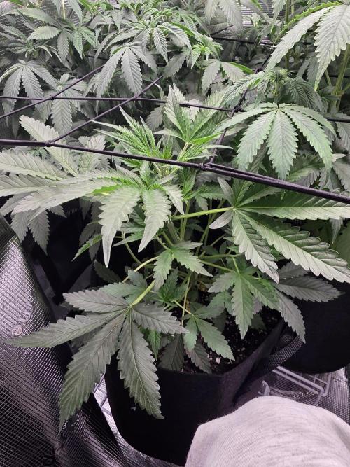 Grow #1 NYC yrrrrp. Week 7 - Jan 13