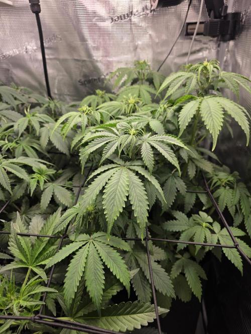 Grow #1 NYC yrrrrp. Week 7 - Jan 13