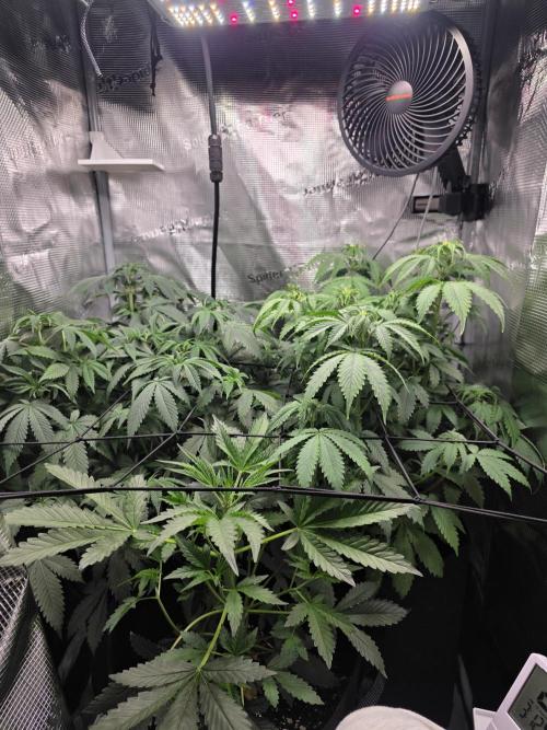 Grow #1 NYC yrrrrp. Week 7 - Jan 13