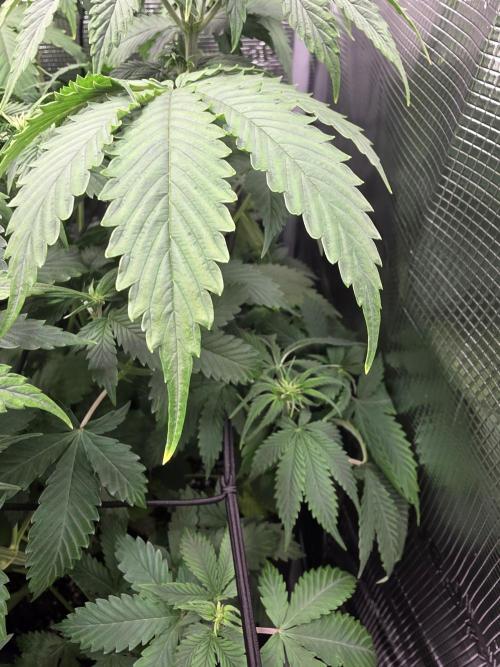 Grow #1 NYC yrrrrp. Week 7 - Jan 13