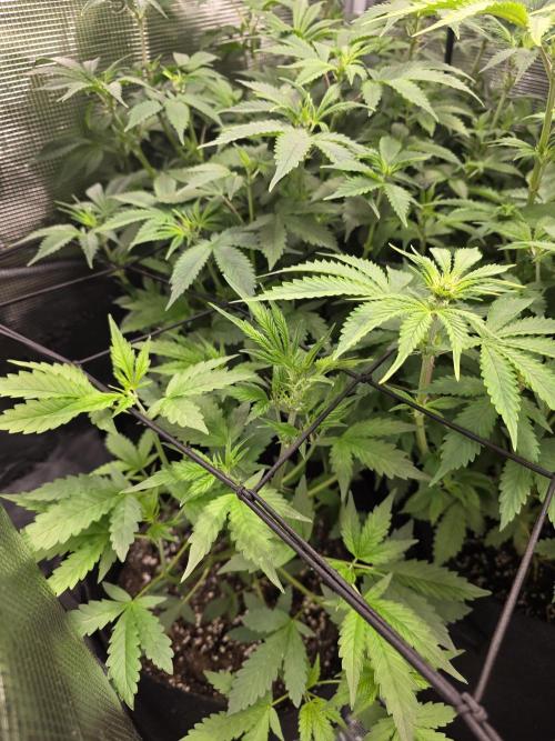 Grow #1 NYC yrrrrp. Week 7 - Jan 16