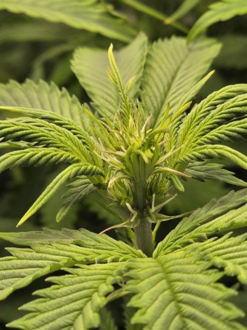 Grow #1 NYC yrrrrp. Week 7 - Jan 16