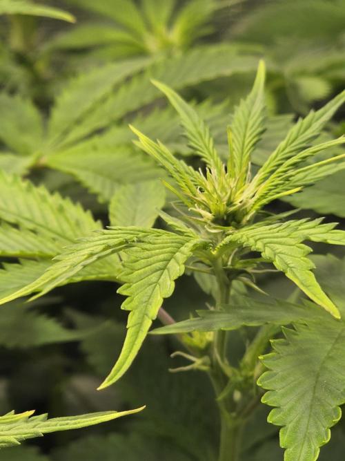 Grow #1 NYC yrrrrp. Week 7 - Jan 16Jan 16