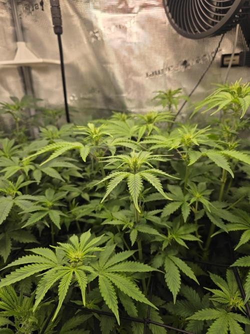 Grow #1 NYC yrrrrp. Week 7