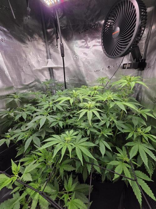 Grow #1 NYC yrrrrp. Week 7 - Jan 16