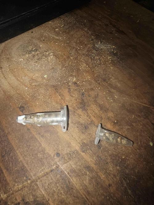 Anubis Unknow Strain lot. Week 0 - Unknow Seeds From a Friend