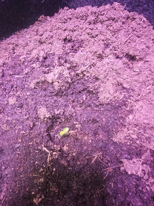 Anubis Unknow Strain lot. Week 1 - Her on the 14th