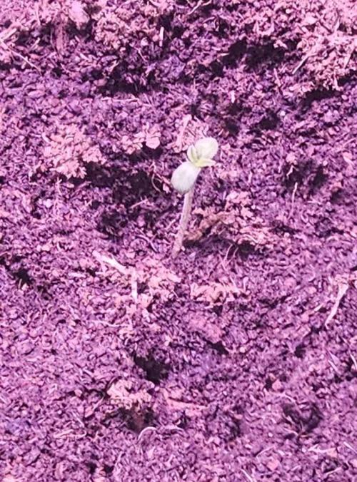 Anubis Unknow Strain lot. Week 1 - her on the 17th