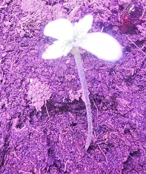 Anubis Unknow Strain lot. Week 1 - her on dec 20