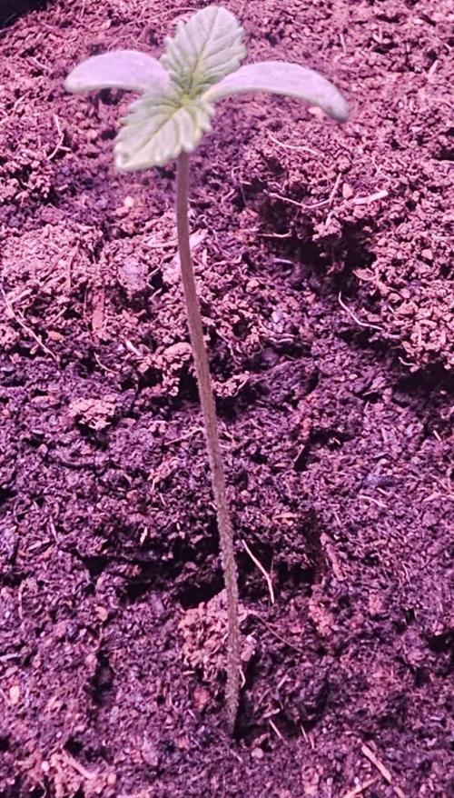 Anubis Unknow Strain lot. Week 1 - dec 22