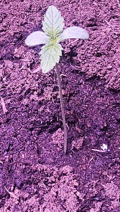 Anubis Unknow Strain lot. Week 1 - dec 23