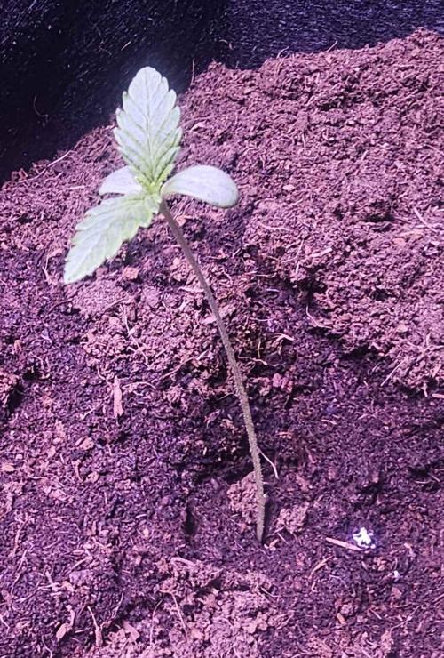 Anubis Unknow Strain lot. Week 1 - dec 24